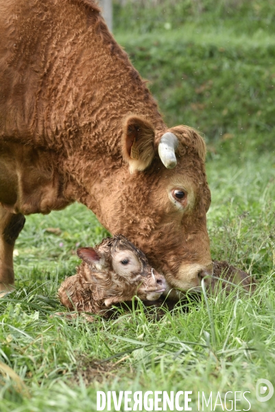 Animaux : vaches. Naissance d un petit veau au pré . Animals: cow. Birth of a small calf in the meadow