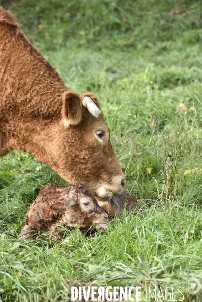 Animaux : vaches. Naissance d un petit veau au pré . Animals: cow. Birth of a small calf in the meadow