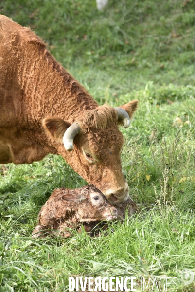 Animaux : vaches. Naissance d un petit veau au pré . Animals: cow. Birth of a small calf in the meadow