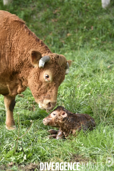 Animaux : vaches. Naissance d un petit veau au pré . Animals: cow. Birth of a small calf in the meadow