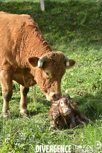 Animaux : vaches. Naissance d un petit veau au pré . Animals: cow. Birth of a small calf in the meadow