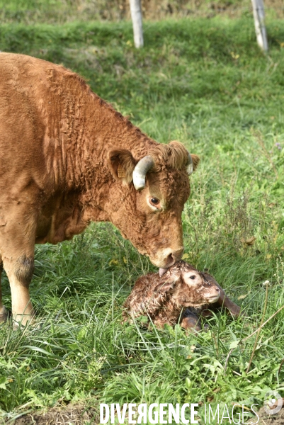 Animaux : vaches. Naissance d un petit veau au pré . Animals: cow. Birth of a small calf in the meadow