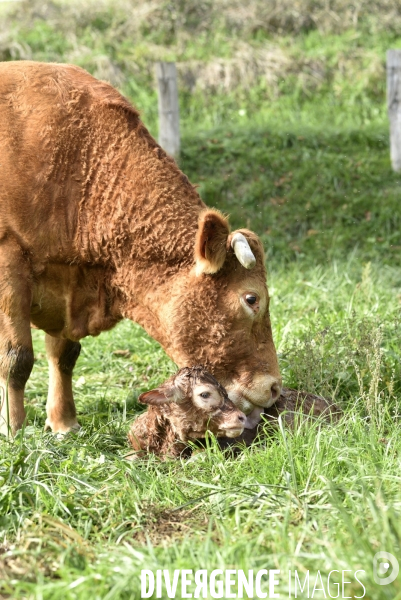 Animaux : vaches. Naissance d un petit veau au pré . Animals: cow. Birth of a small calf in the meadow