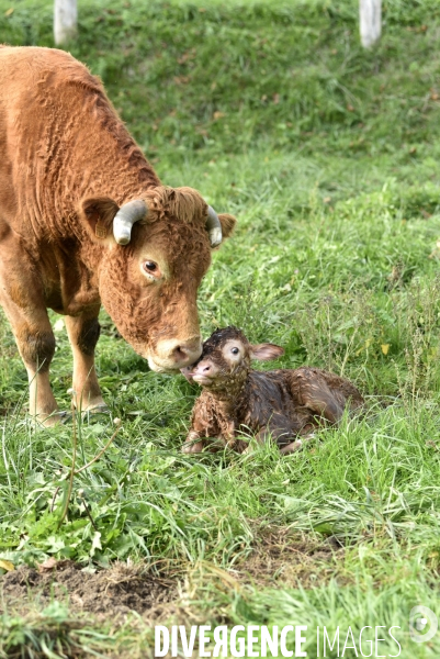 Animaux : vaches. Naissance d un petit veau au pré . Animals: cow. Birth of a small calf in the meadow