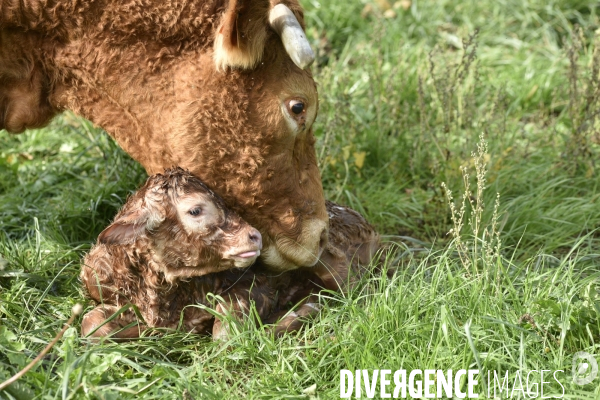 Animaux : vaches. Naissance d un petit veau au pré . Animals: cow. Birth of a small calf in the meadow