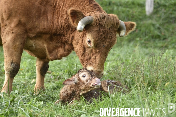 Animaux : vaches. Naissance d un petit veau au pré . Animals: cow. Birth of a small calf in the meadow