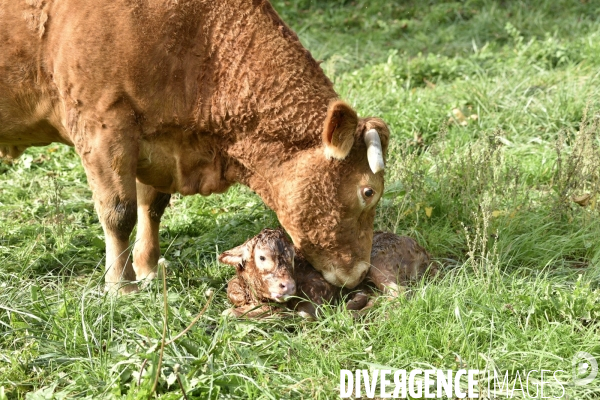 Animaux : vaches. Naissance d un petit veau au pré . Animals: cow. Birth of a small calf in the meadow