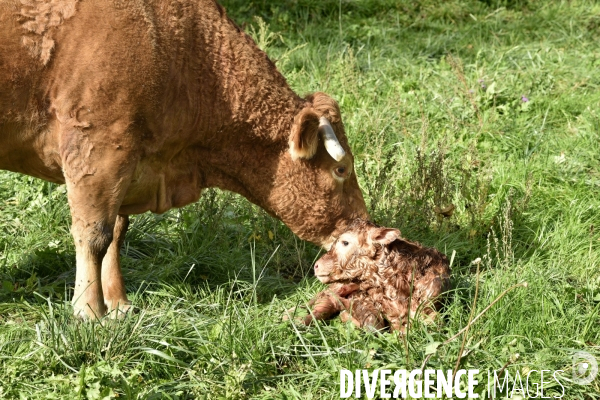 Animaux : vaches. Naissance d un petit veau au pré . Animals: cow. Birth of a small calf in the meadow