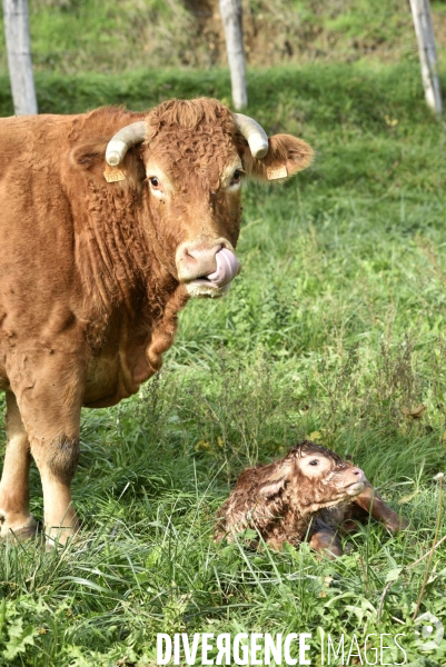 Animaux : vaches. Naissance d un petit veau au pré . Animals: cow. Birth of a small calf in the meadow