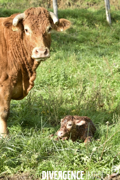 Animaux : vaches. Naissance d un petit veau au pré . Animals: cow. Birth of a small calf in the meadow