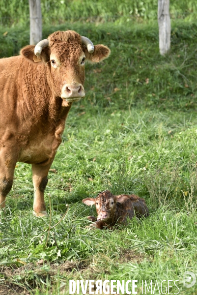 Animaux : vaches. Naissance d un petit veau au pré . Animals: cow. Birth of a small calf in the meadow