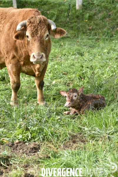 Animaux : vaches. Naissance d un petit veau au pré . Animals: cow. Birth of a small calf in the meadow