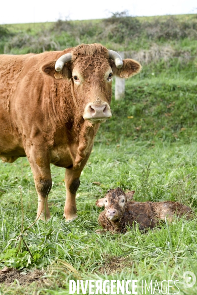 Animaux : vaches. Naissance d un petit veau au pré . Animals: cow. Birth of a small calf in the meadow