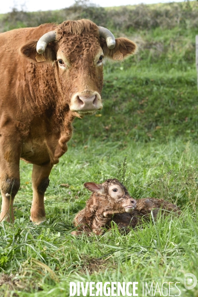 Animaux : vaches. Naissance d un petit veau au pré . Animals: cow. Birth of a small calf in the meadow