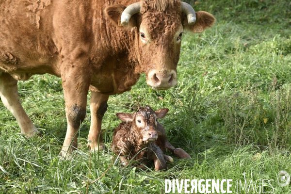 Animaux : vaches. Naissance d un petit veau au pré . Animals: cow. Birth of a small calf in the meadow