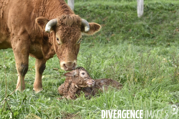 Animaux : vaches. Naissance d un petit veau au pré . Animals: cow. Birth of a small calf in the meadow