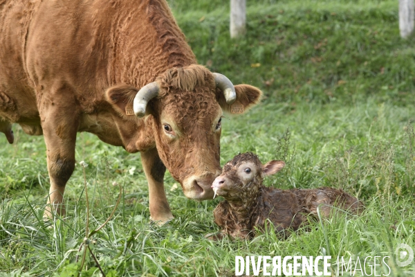 Animaux : vaches. Naissance d un petit veau au pré . Animals: cow. Birth of a small calf in the meadow