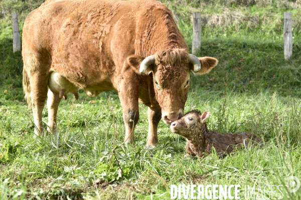 Animaux : vaches. Naissance d un petit veau au pré . Animals: cow. Birth of a small calf in the meadow