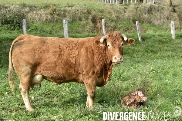 Animaux : vaches. Naissance d un petit veau au pré . Animals: cow. Birth of a small calf in the meadow