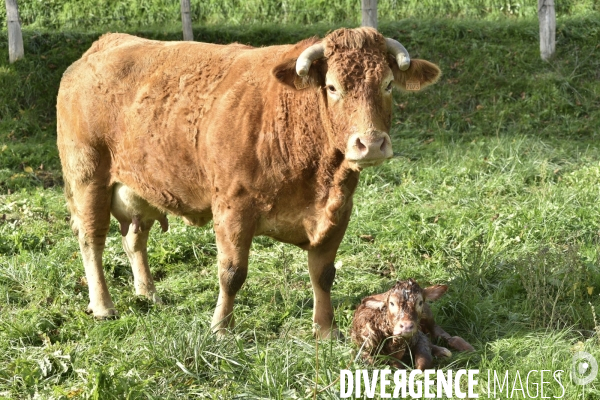 Animaux : vaches. Naissance d un petit veau au pré . Animals: cow. Birth of a small calf in the meadow