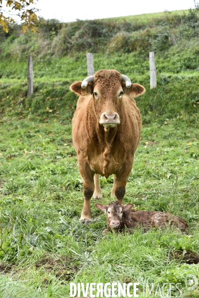 Animaux : vaches. Naissance d un petit veau au pré . Animals: cow. Birth of a small calf in the meadow