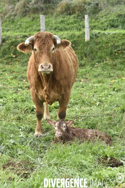 Animaux : vaches. Naissance d un petit veau au pré . Animals: cow. Birth of a small calf in the meadow