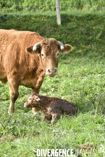 Animaux : vaches. Naissance d un petit veau au pré . Animals: cow. Birth of a small calf in the meadow