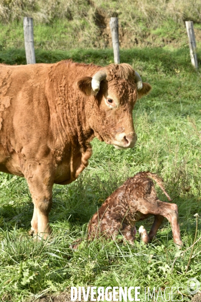 Animaux : vaches. Naissance d un petit veau au pré . Animals: cow. Birth of a small calf in the meadow