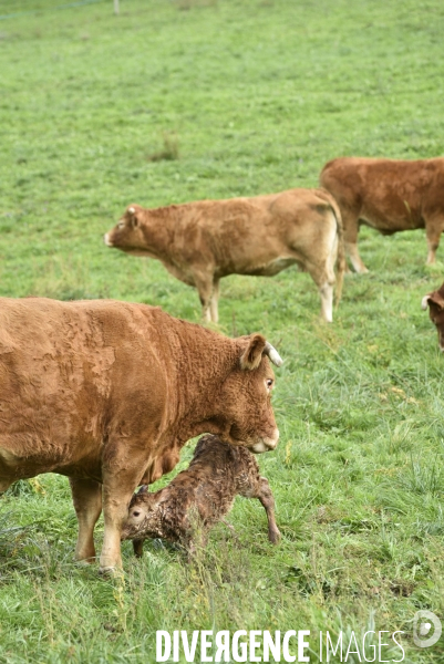 Animaux : vaches. Naissance d un petit veau au pré . Animals: cow. Birth of a small calf in the meadow