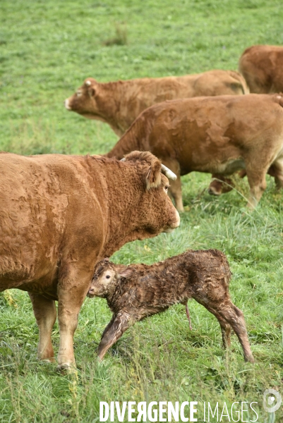 Animaux : vaches. Naissance d un petit veau au pré . Animals: cow. Birth of a small calf in the meadow