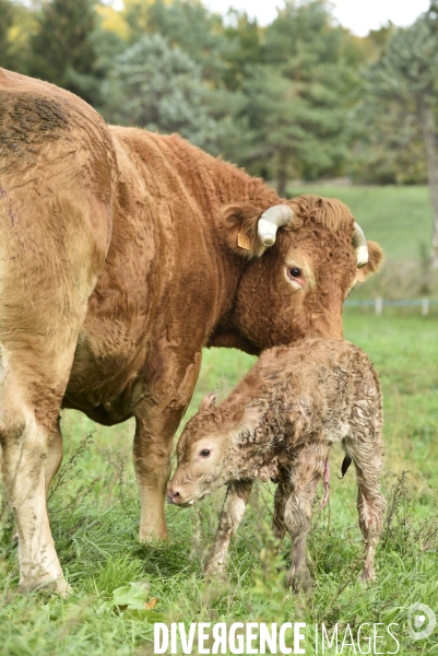 Animaux : vaches. Naissance d un petit veau au pré . Animals: cow. Birth of a small calf in the meadow