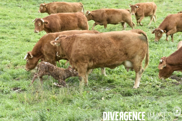 Animaux : vaches. Naissance d un petit veau au pré . Animals: cow. Birth of a small calf in the meadow