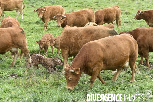 Animaux : vaches. Naissance d un petit veau au pré . Animals: cow. Birth of a small calf in the meadow