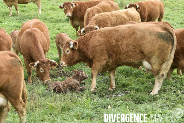 Animaux : vaches. Naissance d un petit veau au pré . Animals: cow. Birth of a small calf in the meadow