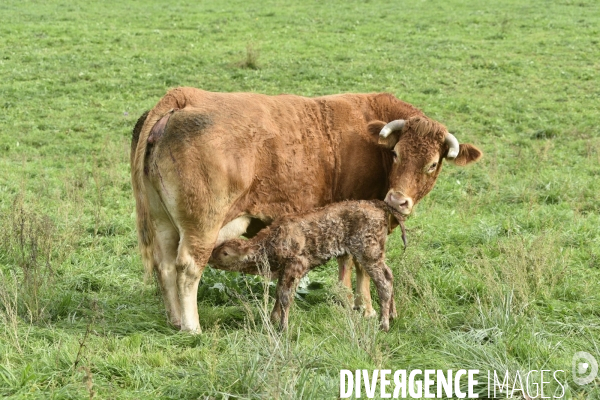 Animaux : vaches. Naissance d un petit veau au pré . Animals: cow. Birth of a small calf in the meadow