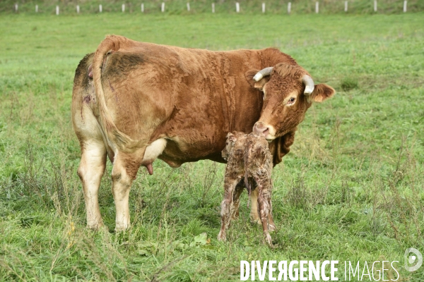 Animaux : vaches. Naissance d un petit veau au pré . Animals: cow. Birth of a small calf in the meadow