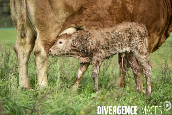 Animaux : vaches. Naissance d un petit veau au pré . Animals: cow. Birth of a small calf in the meadow