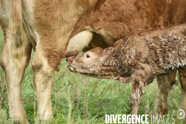 Animaux : vaches. Naissance d un petit veau au pré . Animals: cow. Birth of a small calf in the meadow