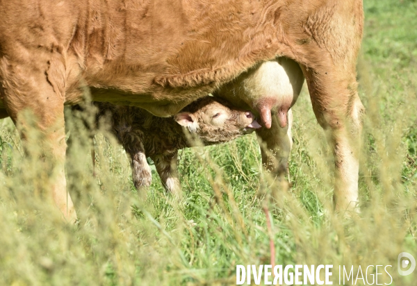 Animaux : vaches. Naissance d un petit veau au pré . Animals: cow. Birth of a small calf in the meadow