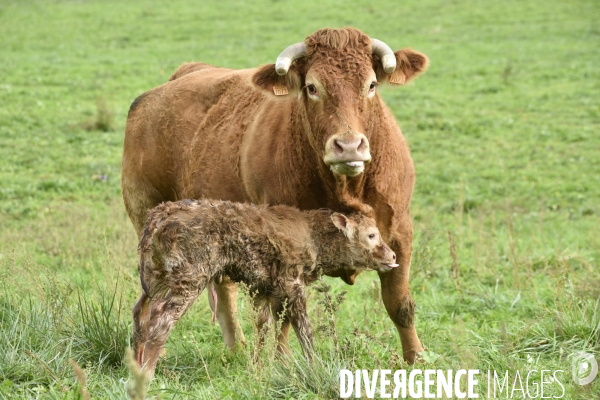 Animaux : vaches. Naissance d un petit veau au pré . Animals: cow. Birth of a small calf in the meadow