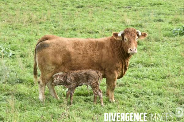 Animaux : vaches. Naissance d un petit veau au pré . Animals: cow. Birth of a small calf in the meadow