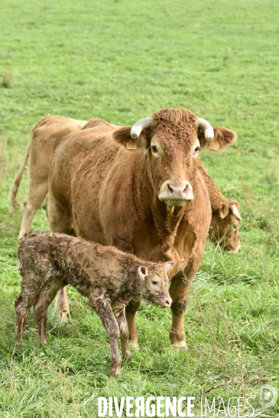 Animaux : vaches. Naissance d un petit veau au pré . Animals: cow. Birth of a small calf in the meadow