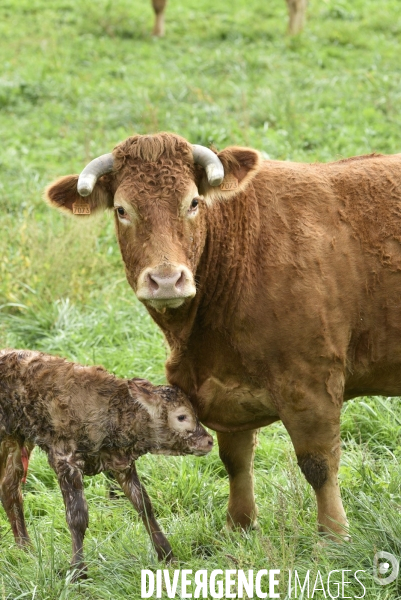 Animaux : vaches. Naissance d un petit veau au pré . Animals: cow. Birth of a small calf in the meadow