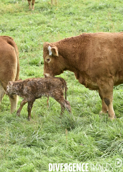 Animaux : vaches. Naissance d un petit veau au pré . Animals: cow. Birth of a small calf in the meadow