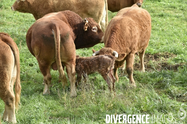 Animaux : vaches. Naissance d un petit veau au pré . Animals: cow. Birth of a small calf in the meadow