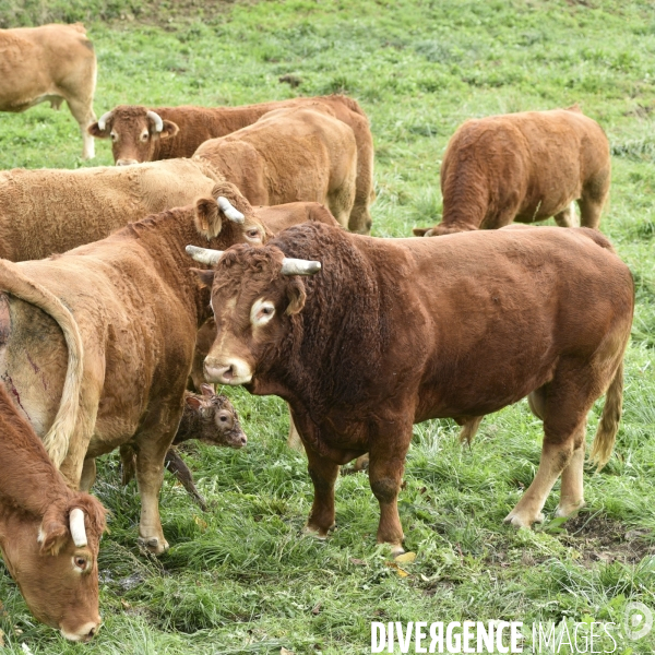 Animaux : vaches. Naissance d un petit veau au pré . Animals: cow. Birth of a small calf in the meadow