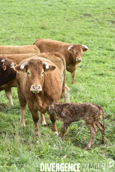 Animaux : vaches. Naissance d un petit veau au pré . Animals: cow. Birth of a small calf in the meadow