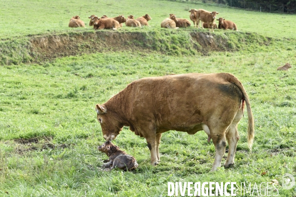 Animaux : vaches. Naissance d un petit veau au pré . Animals: cow. Birth of a small calf in the meadow