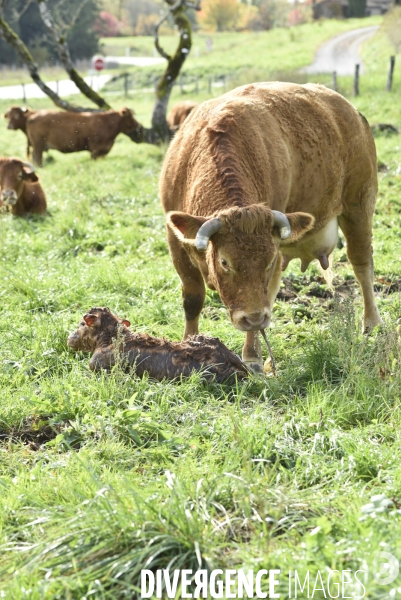 Animaux : vaches. Naissance d un petit veau au pré . Animals: cow. Birth of a small calf in the meadow