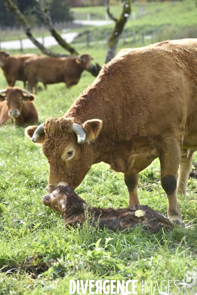 Animaux : vaches. Naissance d un petit veau au pré . Animals: cow. Birth of a small calf in the meadow